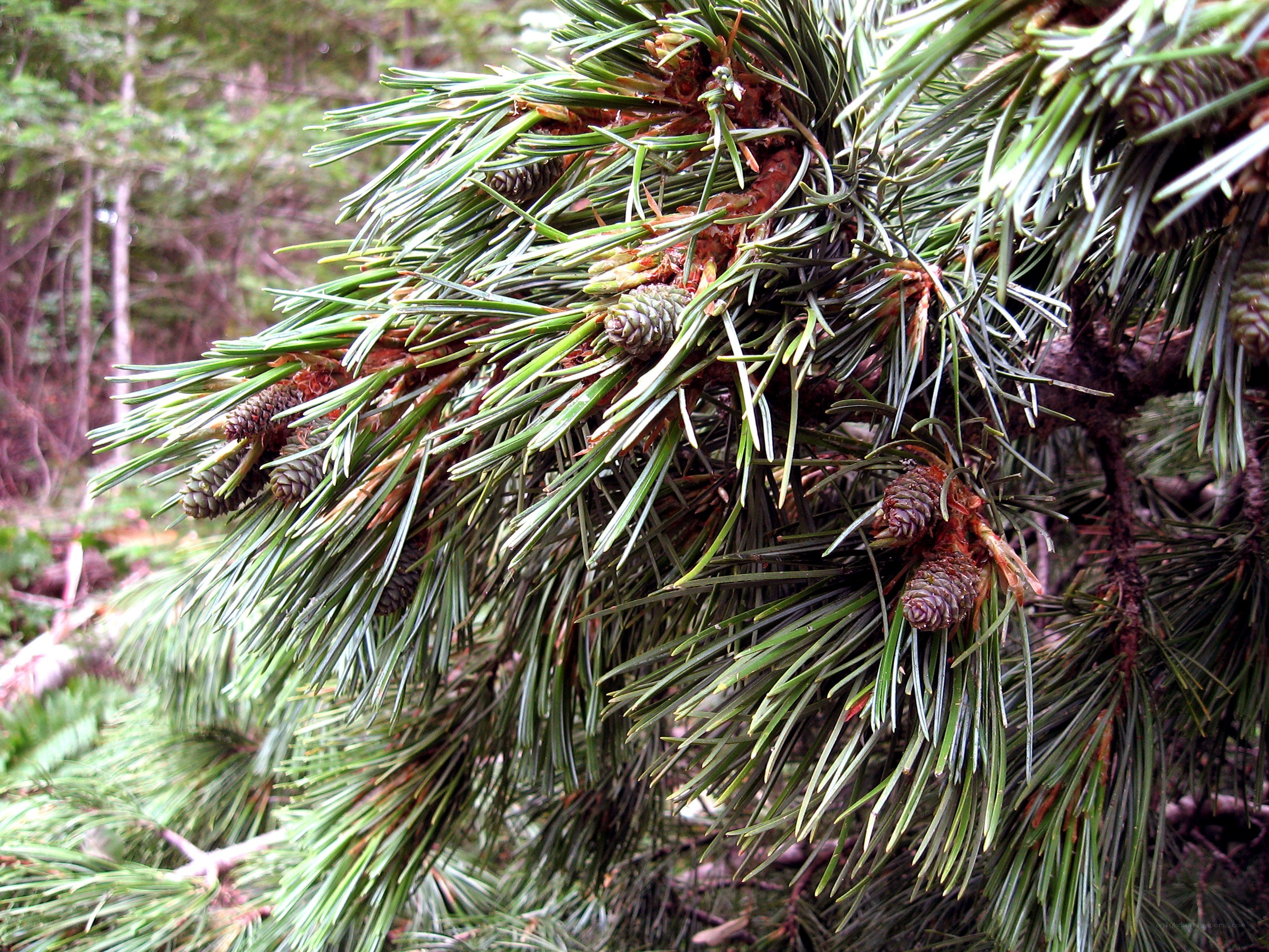 Pine branch with cones