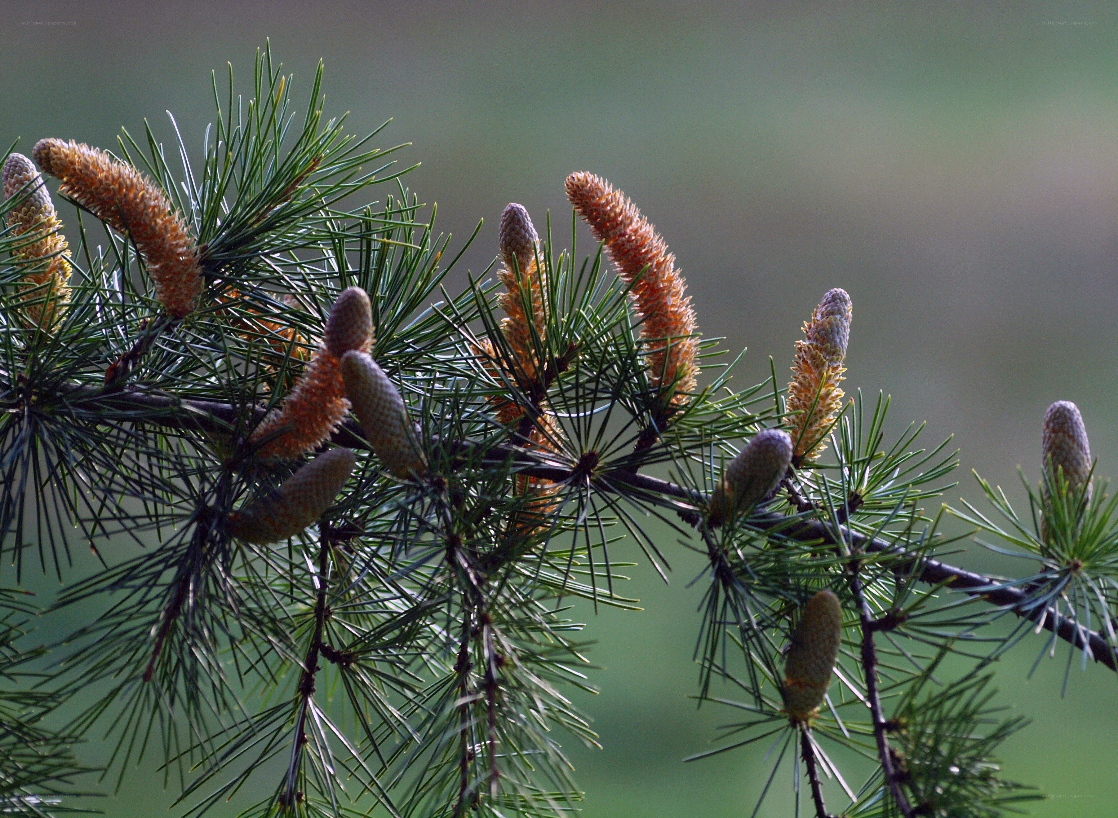 Pine branch with cones