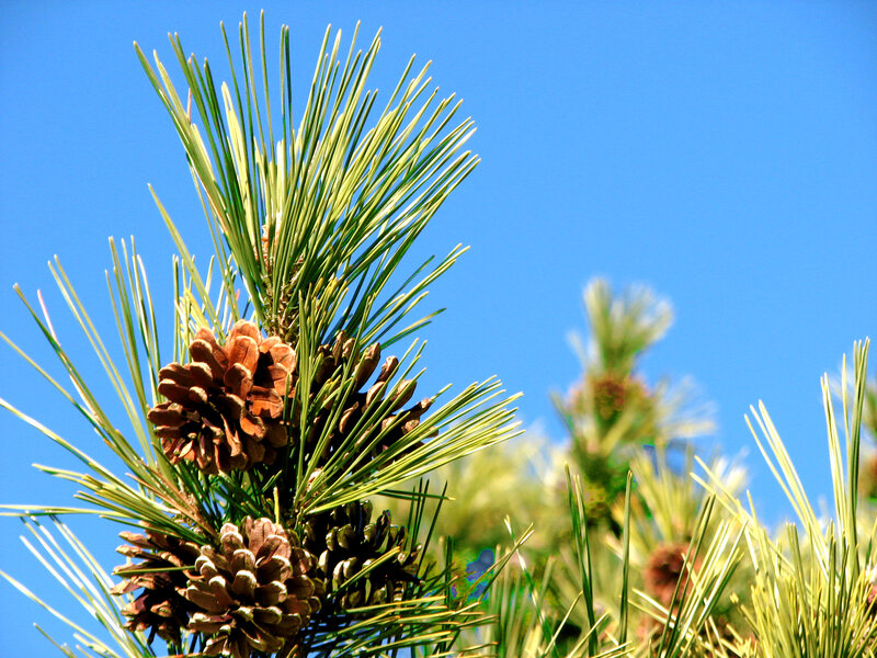 Pine branch with cones against blue sky