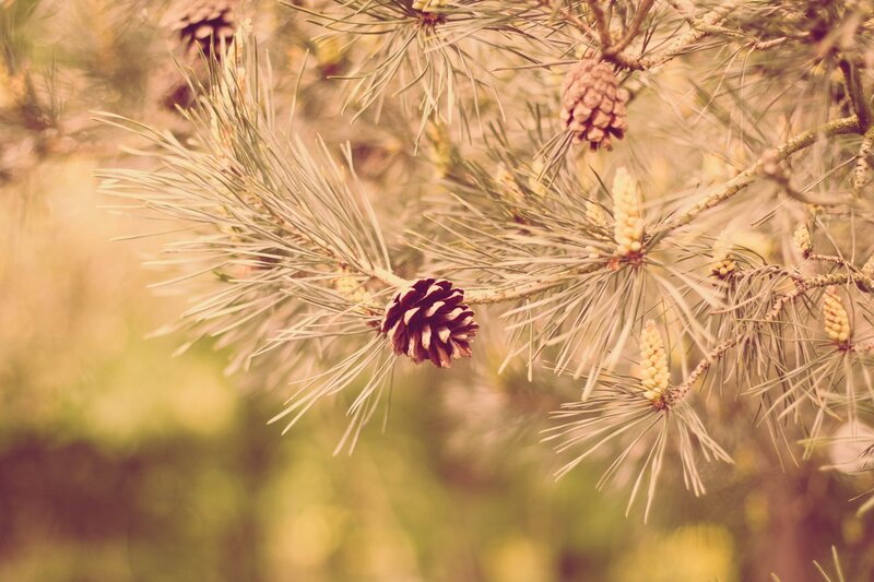 Pine Branch with Cones — Brown