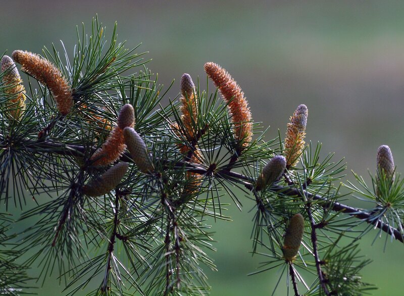 Pine Branch with Cones — Green, Natural, Spring