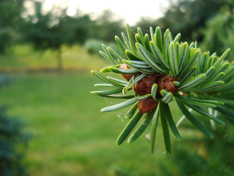 Pine Branch with Cones — Green, Serene, Afternoon