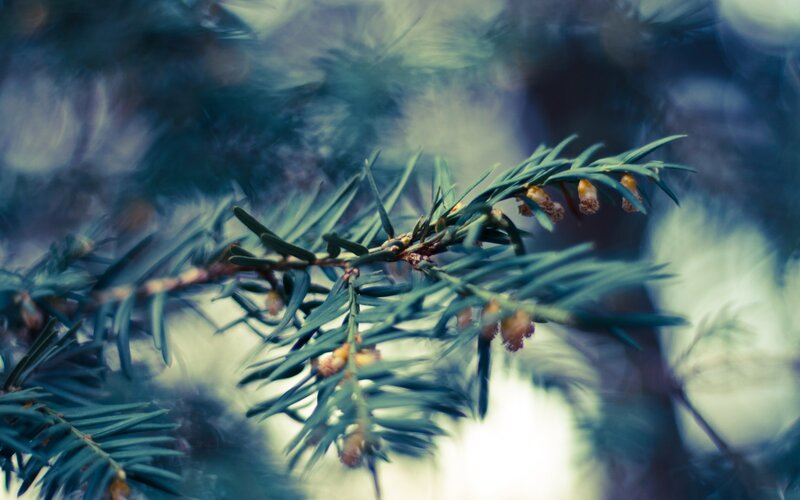 Pine Branch with Cones — Green, Serene, Photograph, Needles
