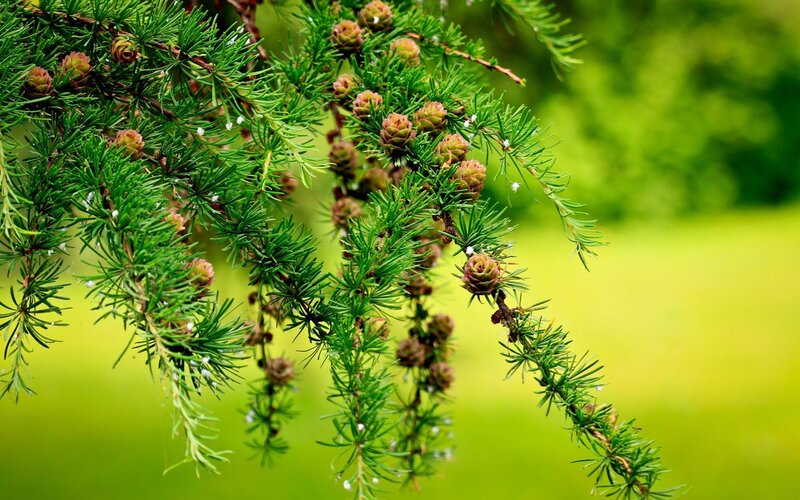 Pine Branch with Cones — Green, Serene