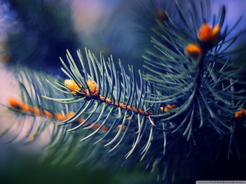 Pine Branch with Cones — Green