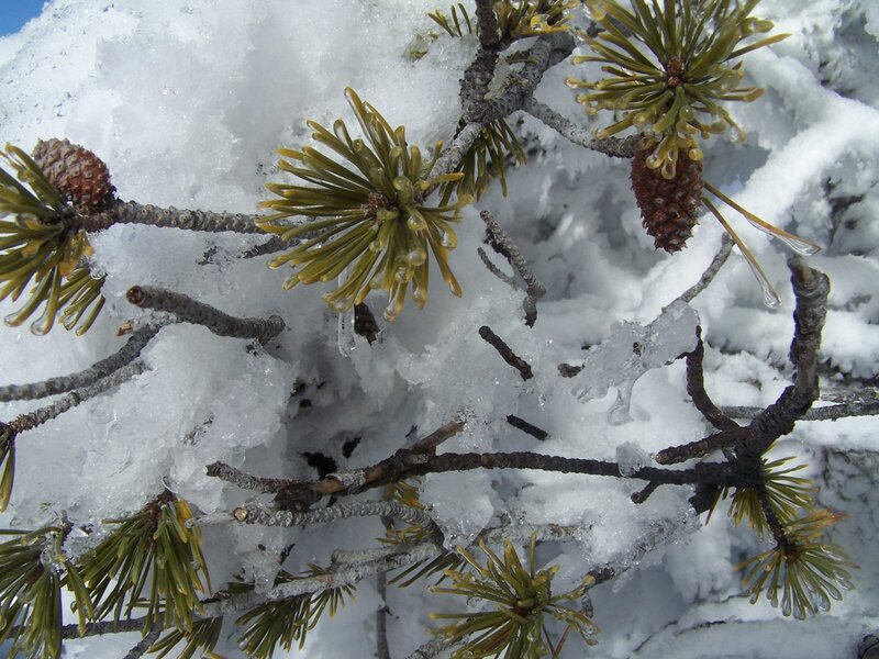 Pine Branch with Cones — White