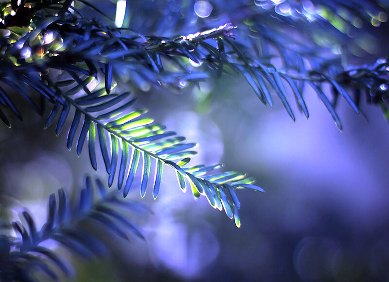 Pine Branch with Dew — Blue