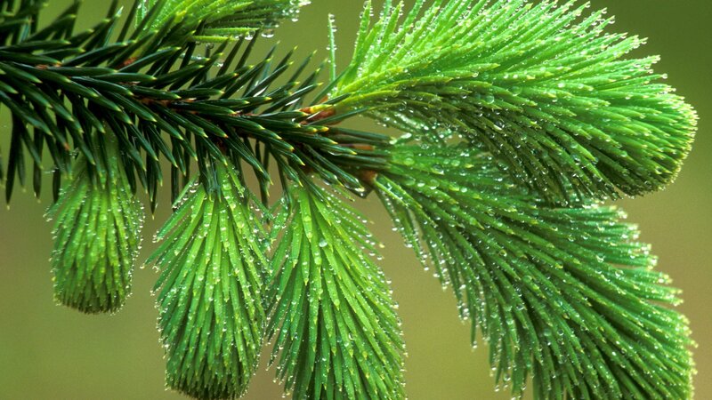 Pine Branch with Dew — Green, Calm, Morning