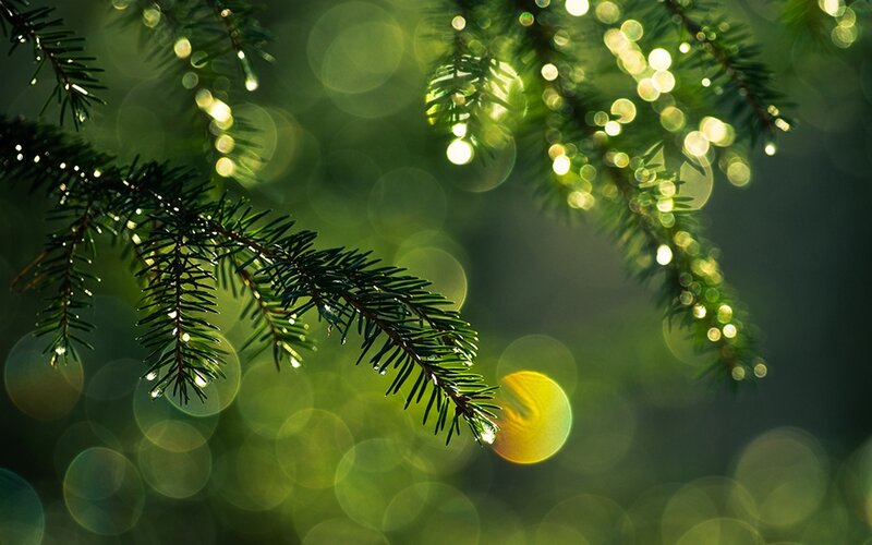 Pine Branch with Dew — Green, Serene, Morning