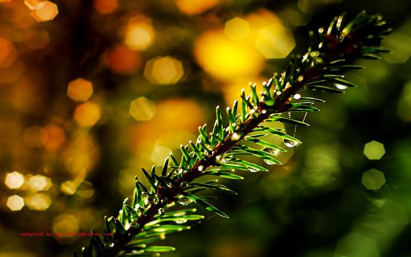 Pine Branch with Dew