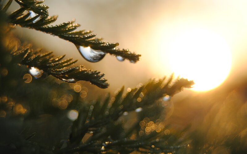 Pine Branch with Dewdrops