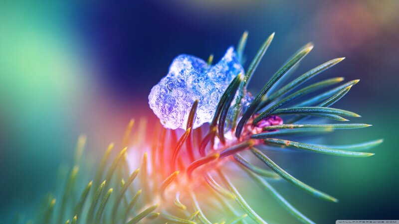 Pine Branch with Ice