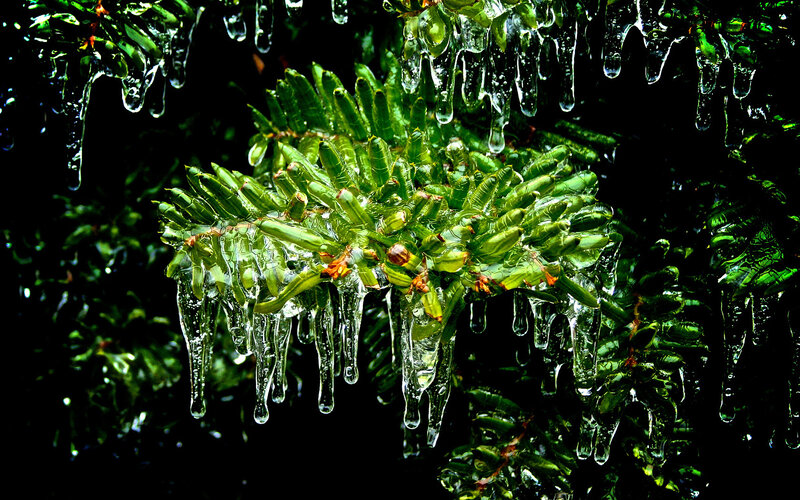 Pine Branch with Icicles — Green, Cold