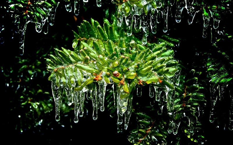 Pine Branch with Icicles — Green, Dramatic