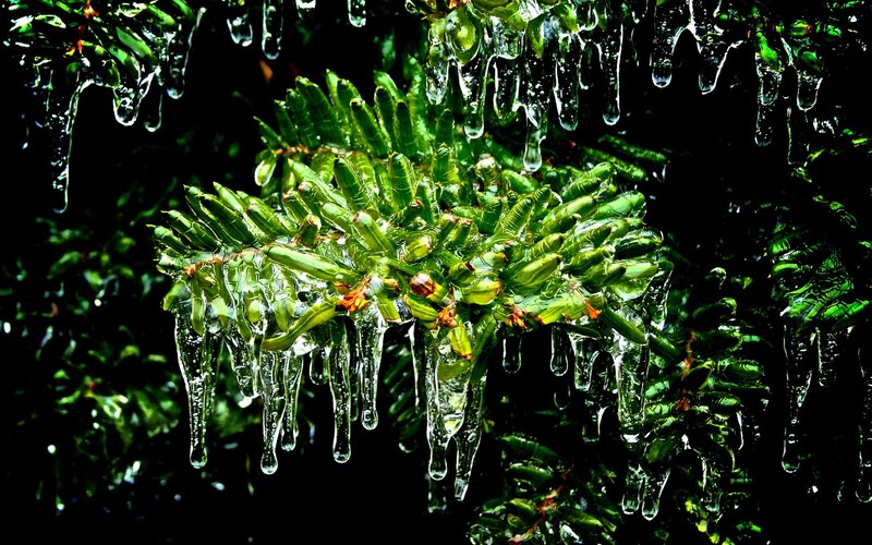 Pine Branch with Icicles