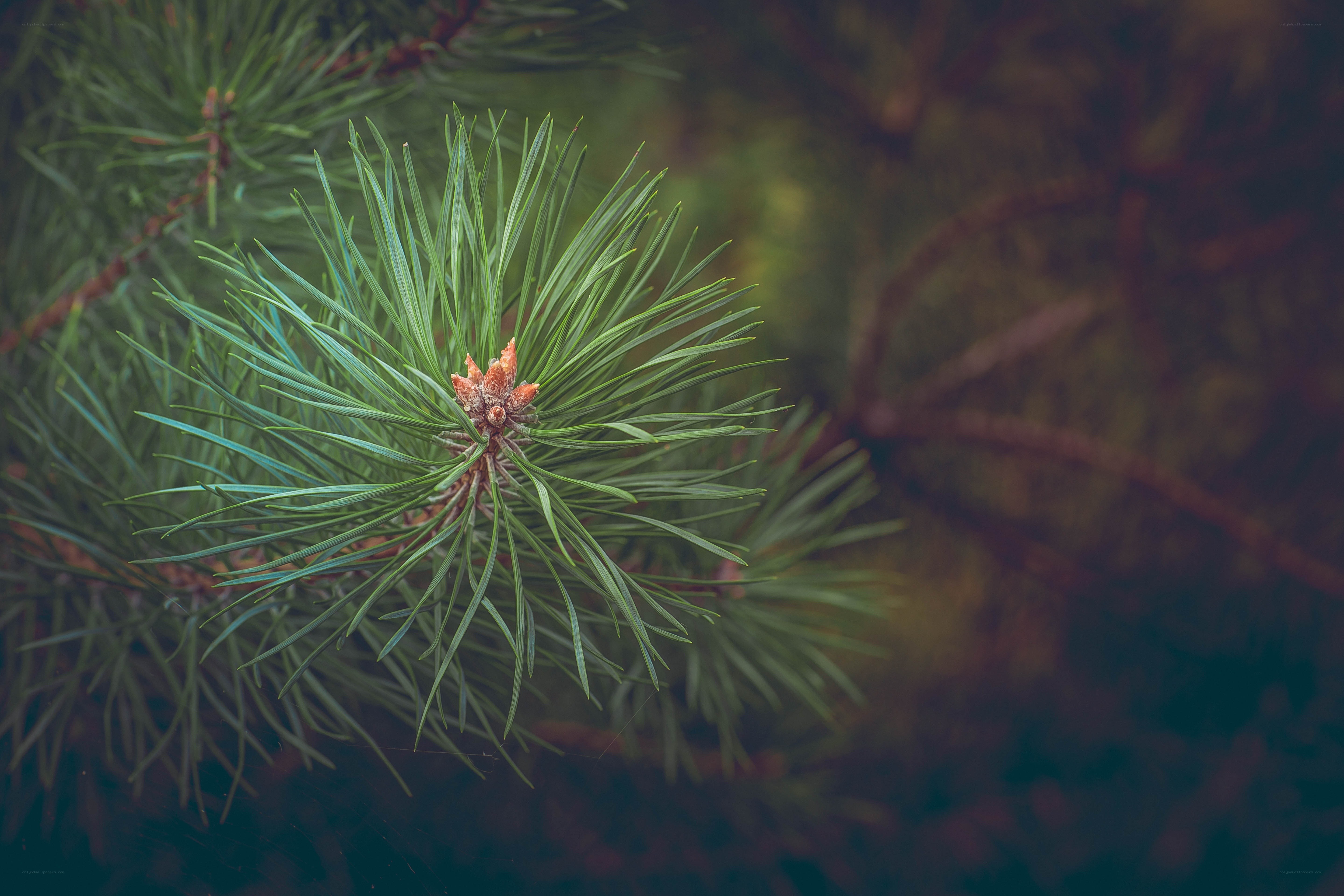 pine branch with needles