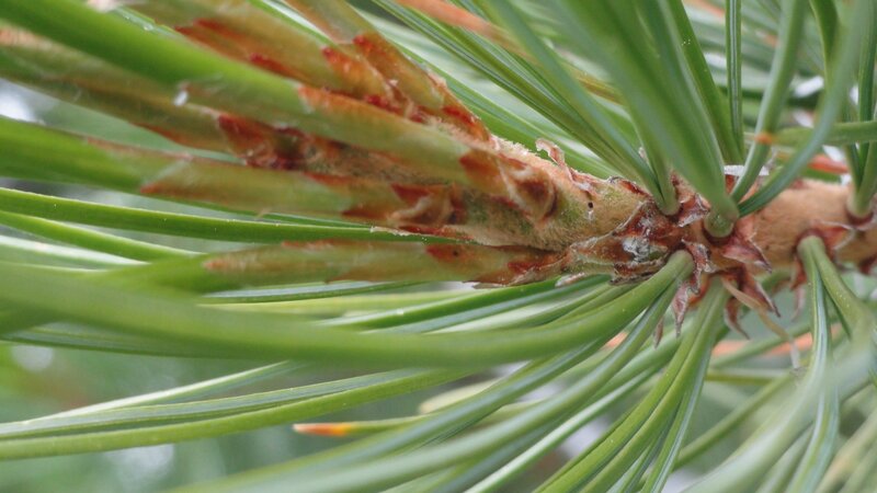 pine branch with needles