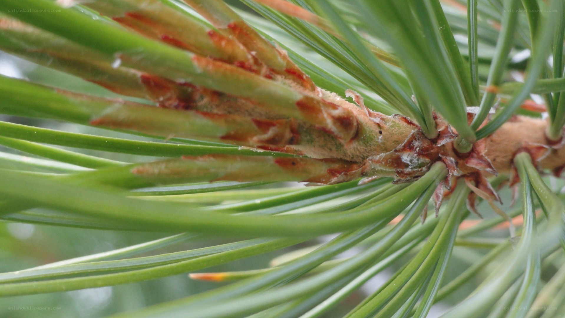 pine branch with needles