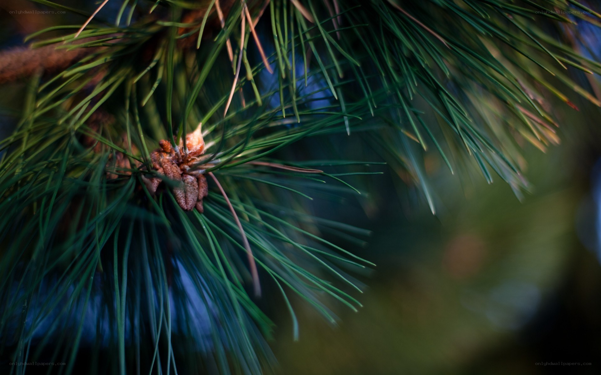 pine branch with needles and cone