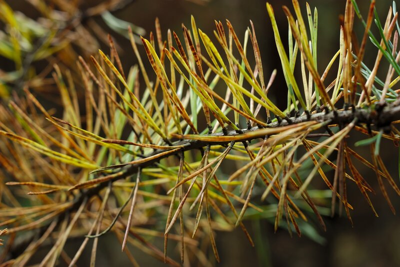 Pine Branch with Needles — Brown