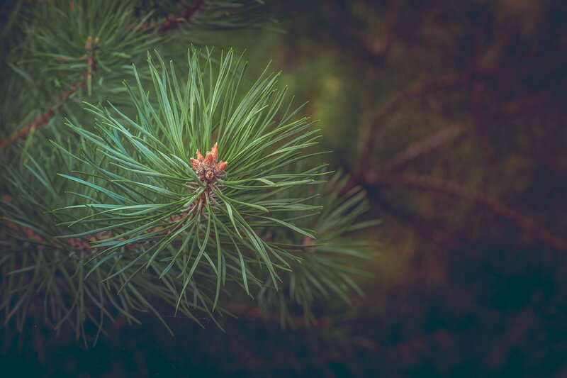 Pine Branch with Needles — Green, Calm, Photograph