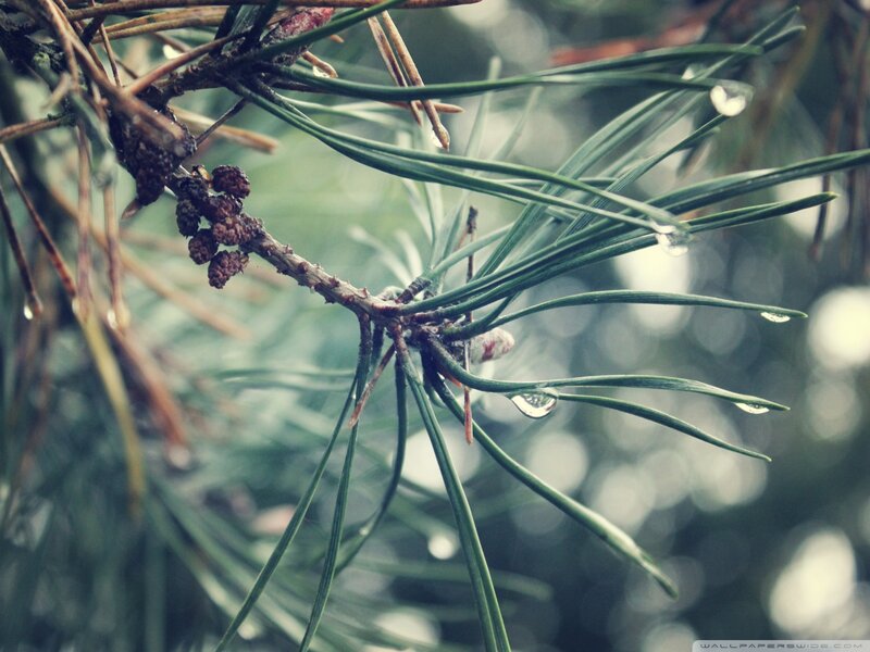 Pine Branch with Needles — Green, Calm