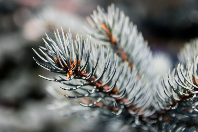 Pine Branch with Needles — Green, Calm, Winter