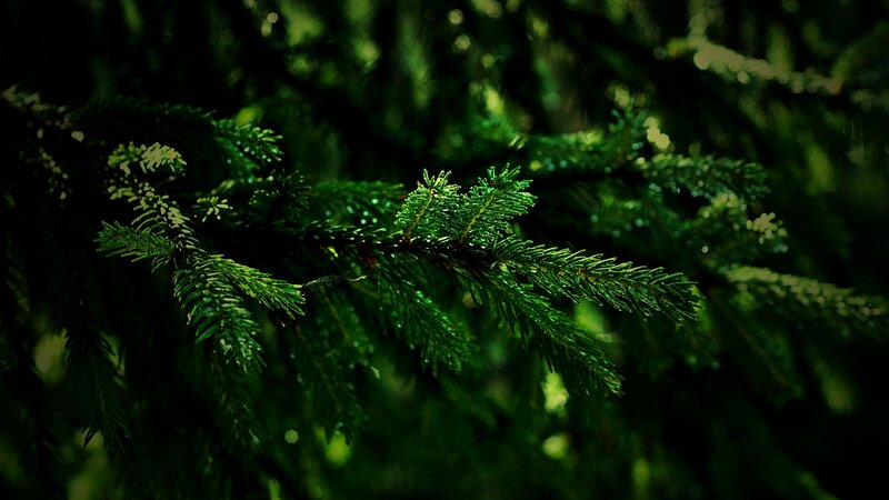 Pine Branch with Needles — Green, Dark