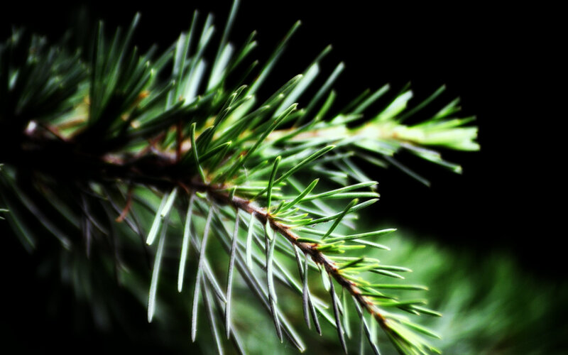 Pine Branch with Needles — Green, Dramatic