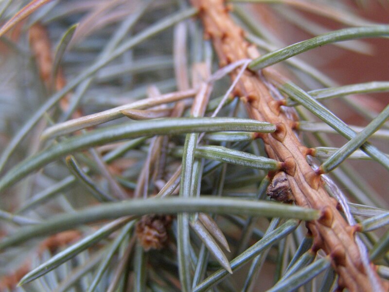 Pine Branch with Needles — Green, Natural