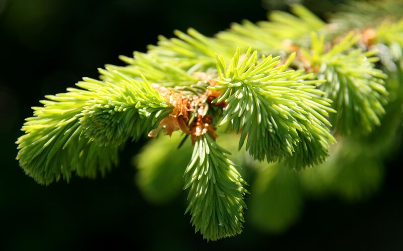 Pine Branch with Needles — Green, Serene, Afternoon