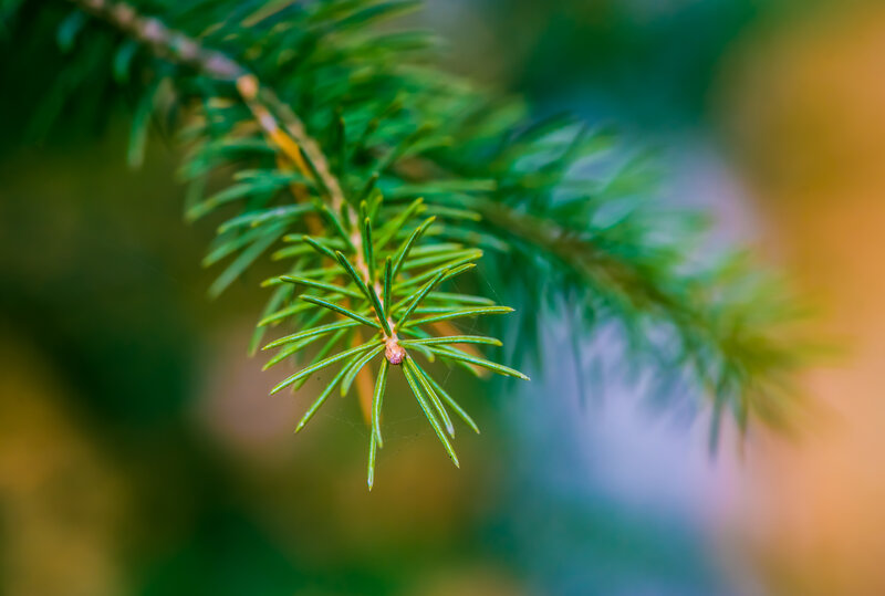 Pine Branch with Needles — Green, Serene, Autumn