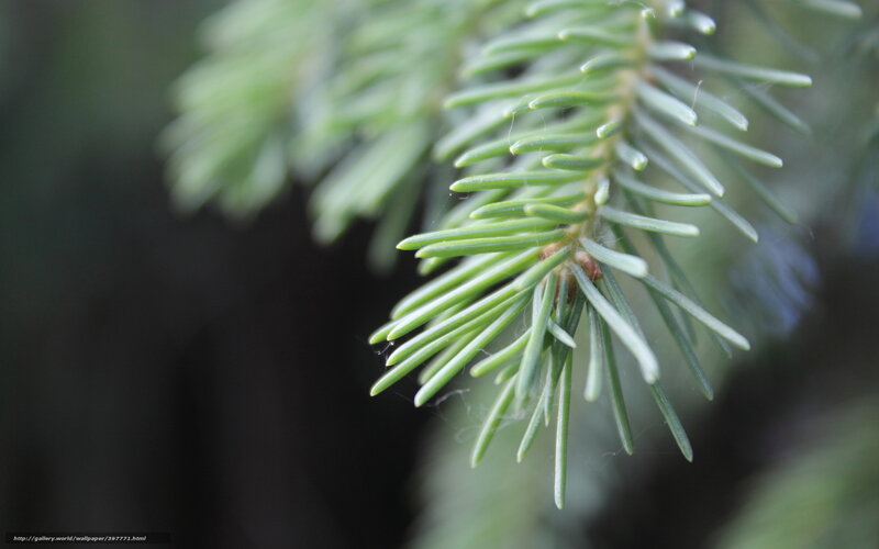 Pine Branch with Needles — Green, Serene, Photograph