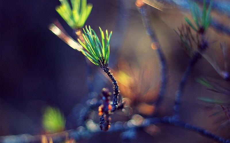 Pine Branch with Needles — Green, Serene, Sunset