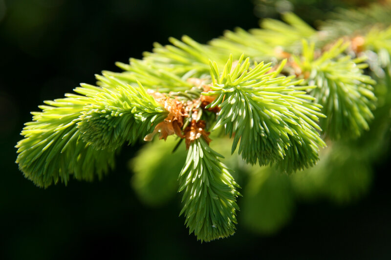 Pine Branch with Needles — Green, Serene