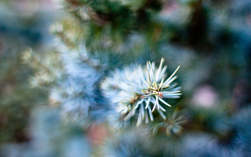 Pine Branch with Needles — Green
