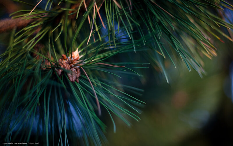 Pine branch with needles