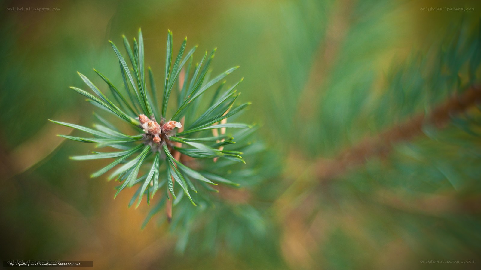 pine branch with new growth