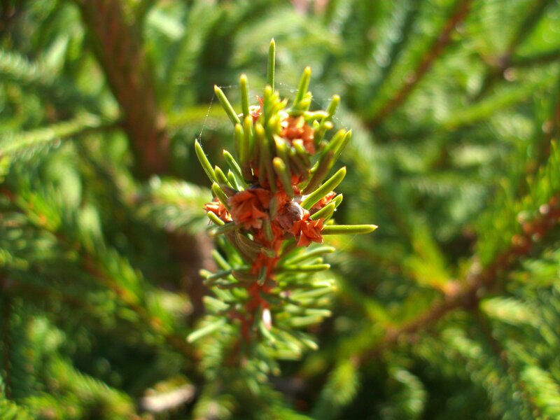 pine branch with new growth