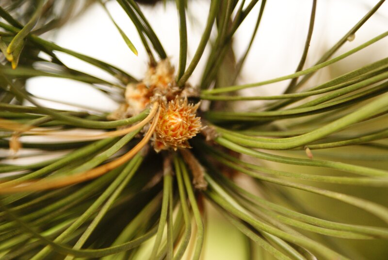 pine branch with new growth