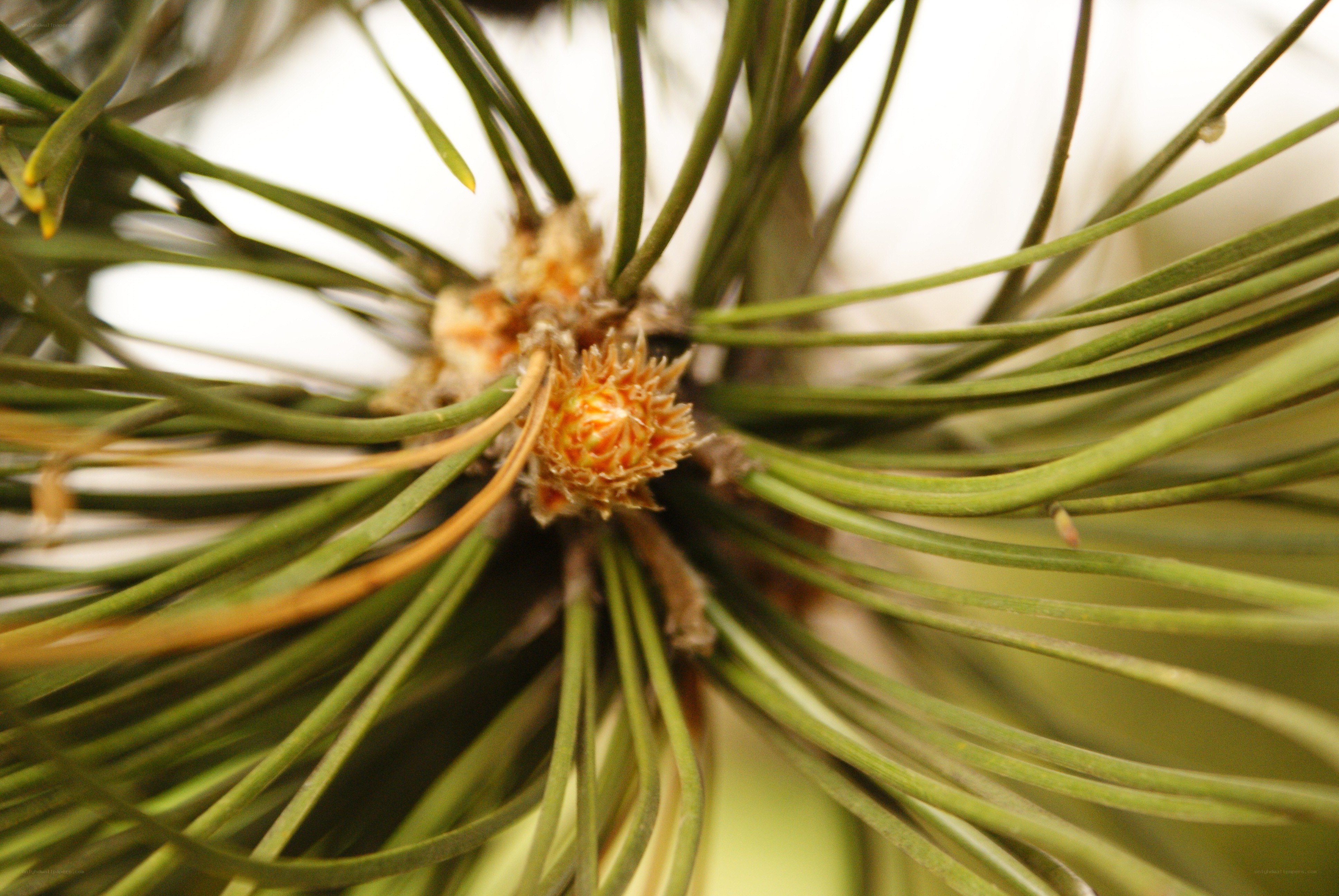 pine branch with new growth