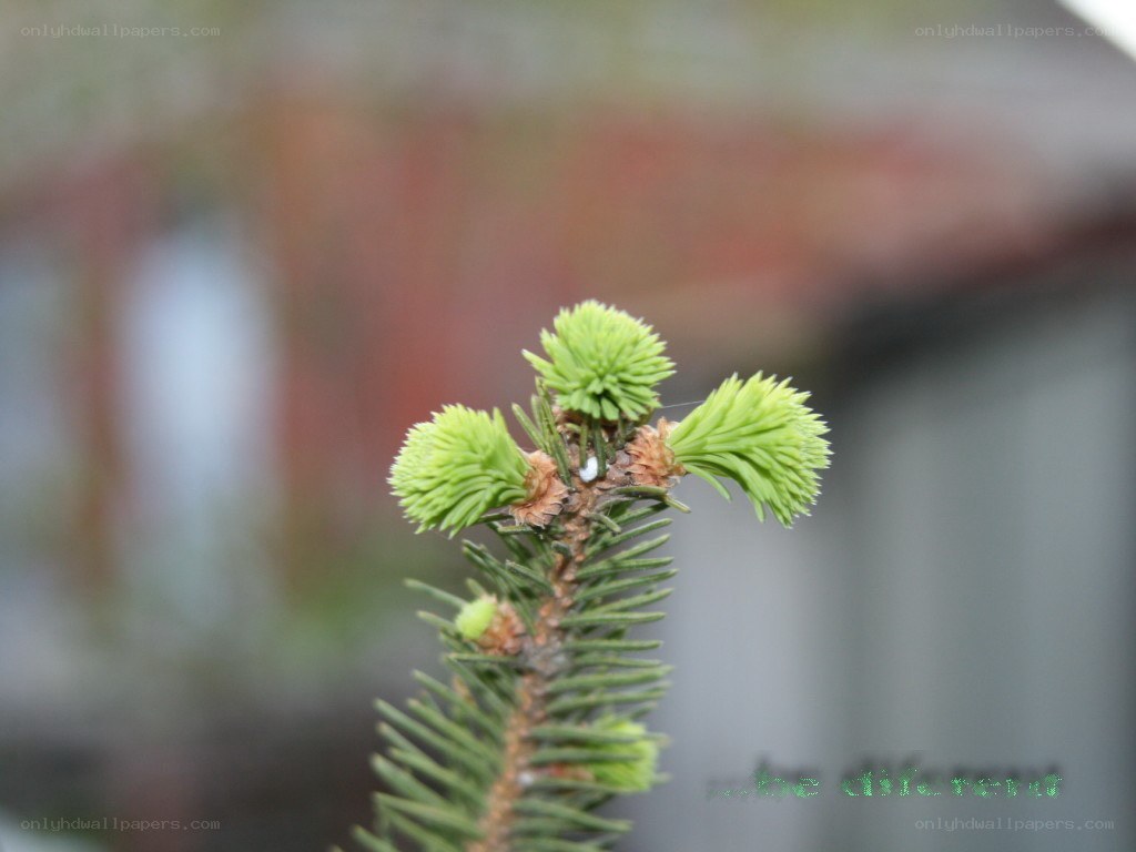 pine branch with new growth
