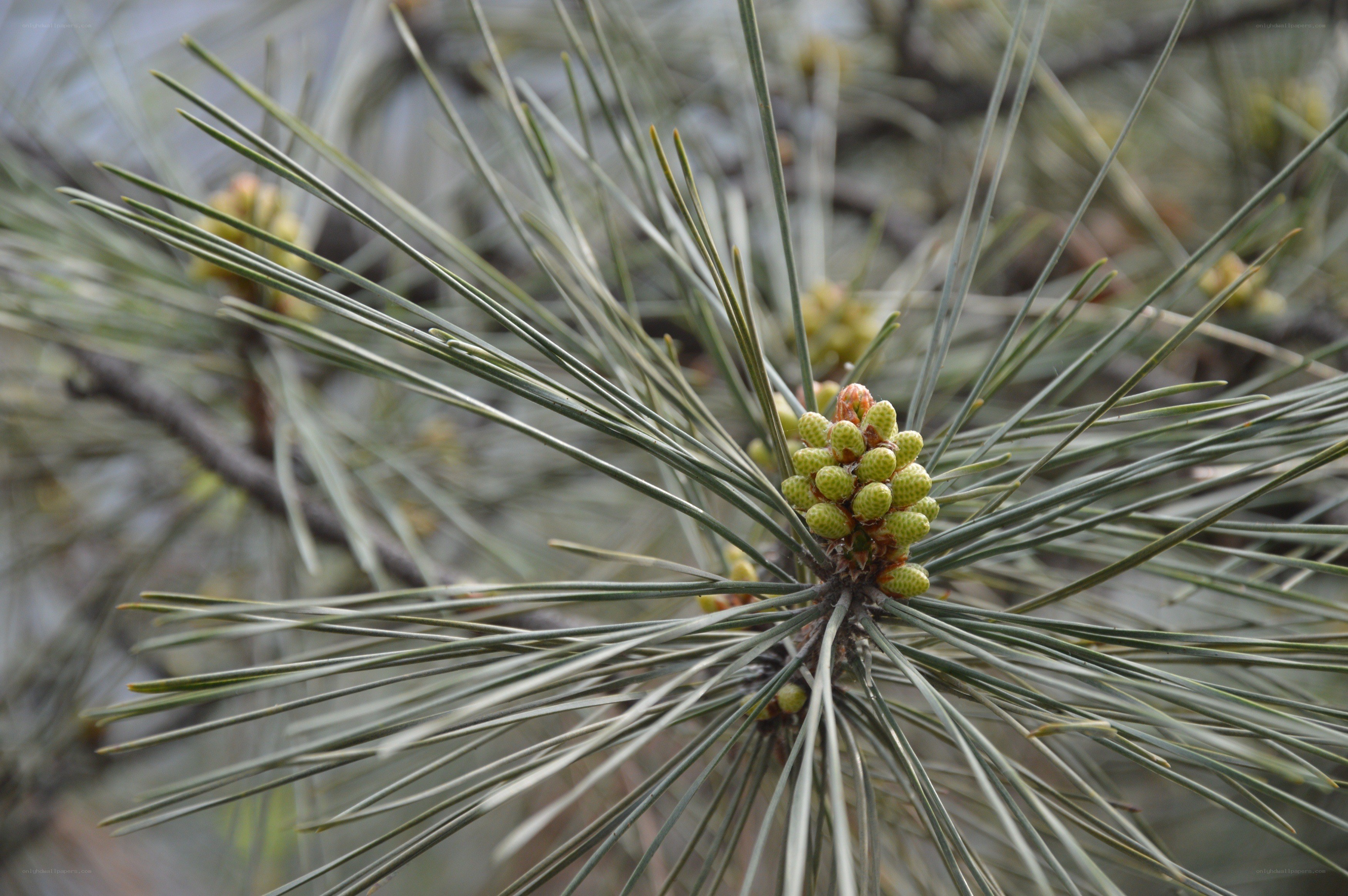 Pine branch with new growth