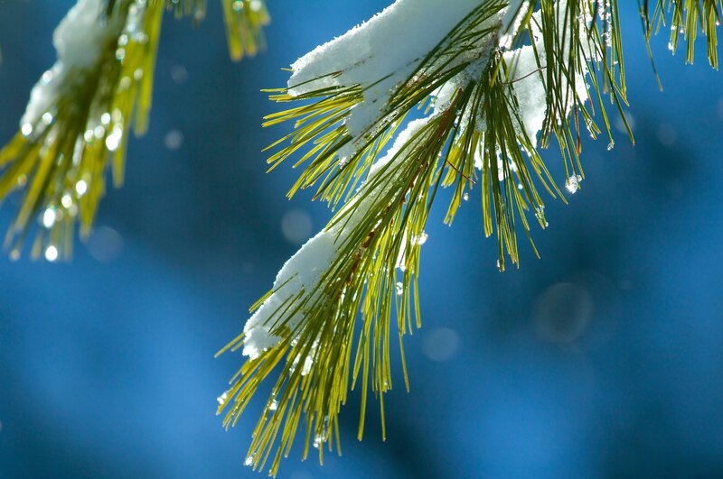 Pine Branch with Snow — Blue