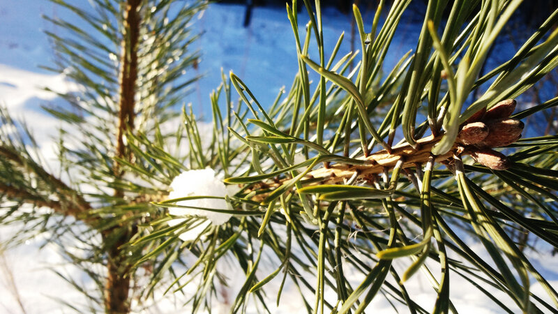 Pine Branch with Snow — Green, Calm