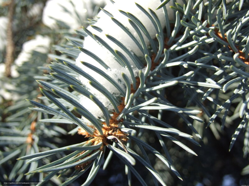 Pine Branch with Snow — Green, Calm, Winter, Photograph, Needle