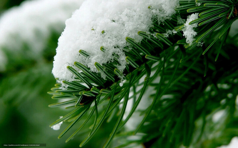 Pine Branch with Snow — Green, Calm, Winter, Photograph, Needles