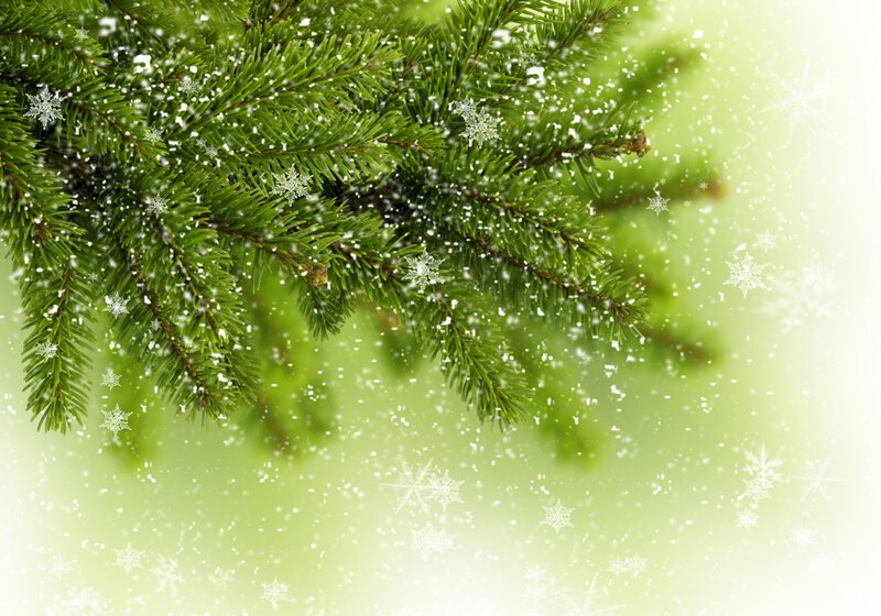 Pine Branch with Snow — Green, Calm, Winter, Photograph