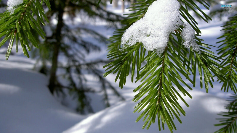 Pine Branch with Snow — Green, Calm, Winter, Photograph, Tree