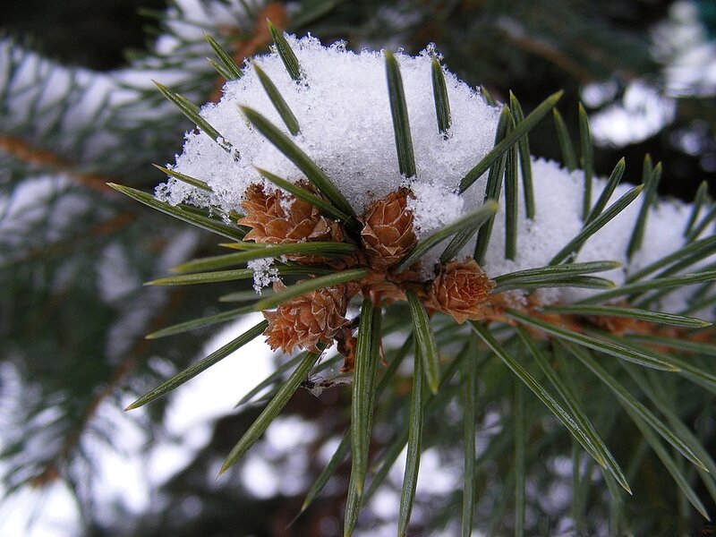 Pine Branch with Snow — Green, Calm, Winter